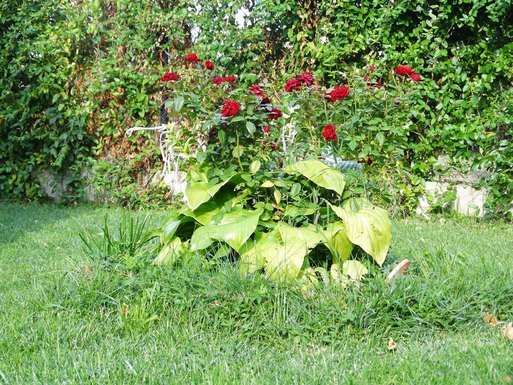 Guest House Ivel Sapareva Banya Ngoại thất bức ảnh